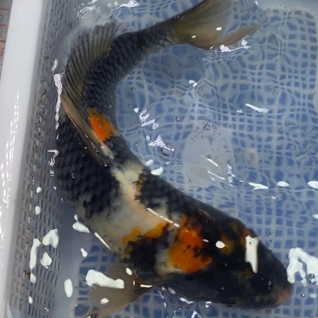 锦鲤冷水锦鲤包邮