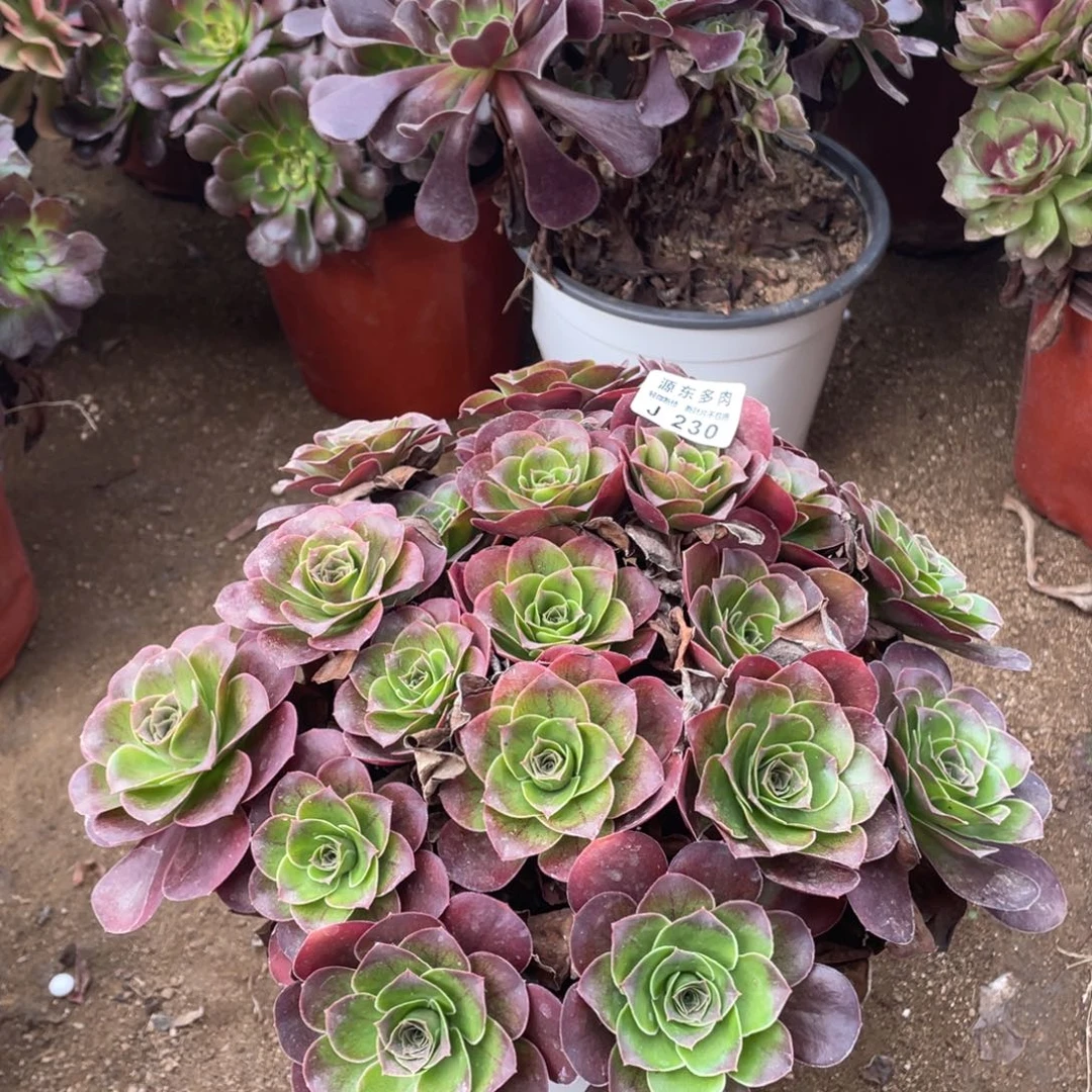 230魅金玫瑰多肉法师断枝不包