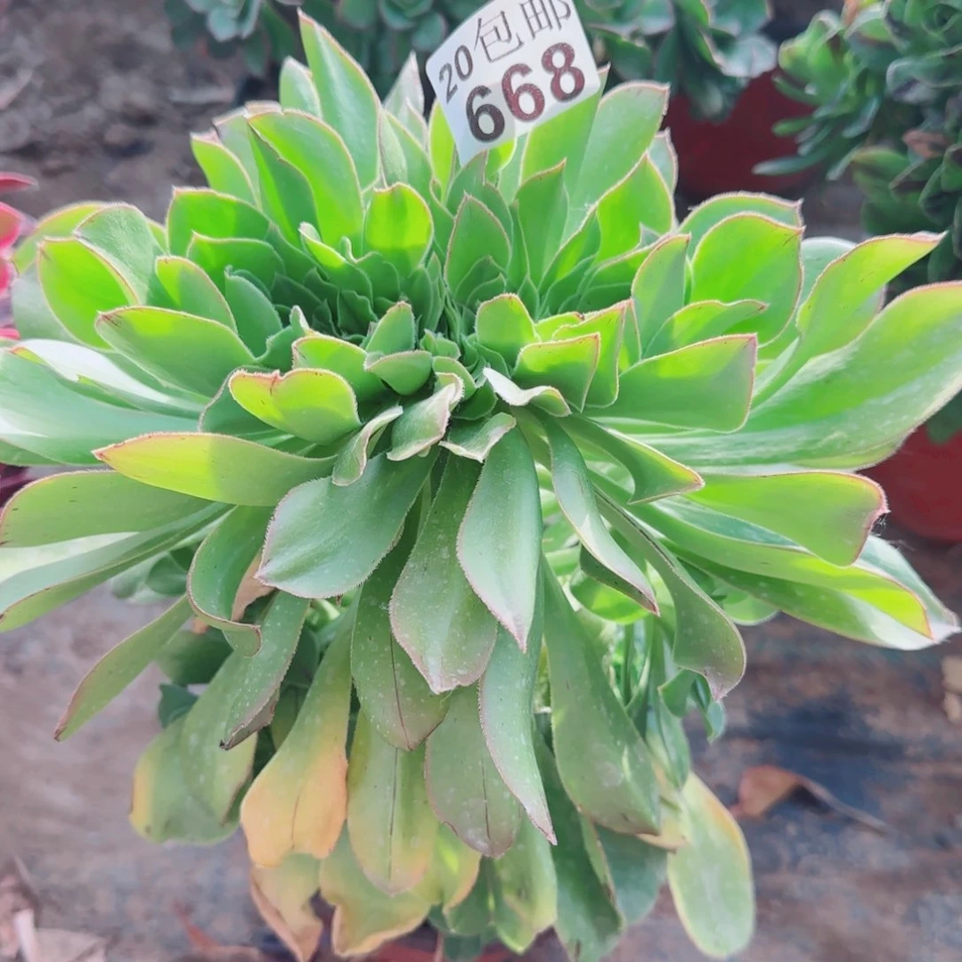 绿玫瑰多肉668满20包邮断枝不包