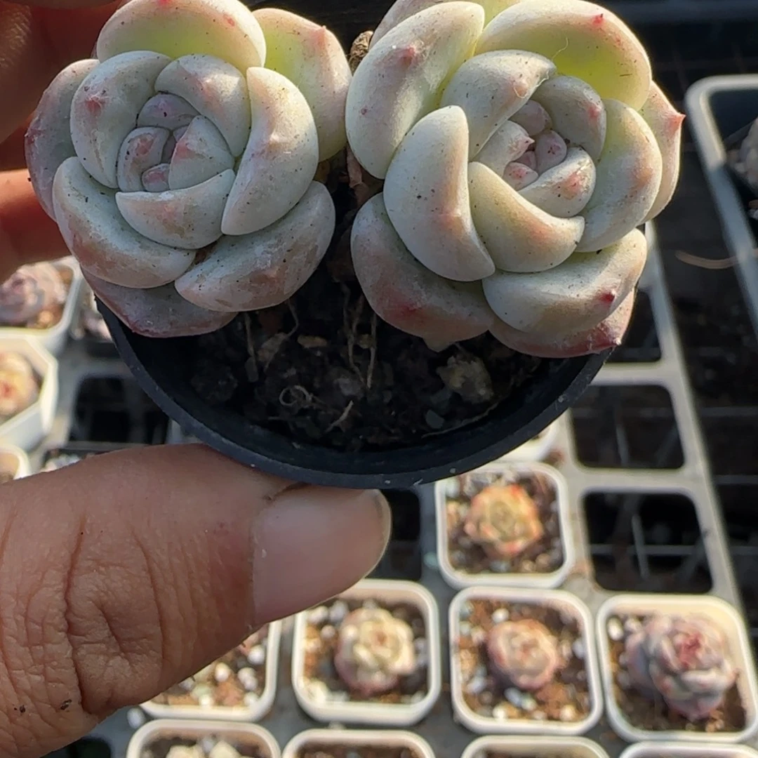 多肉小卡拉米糖心一物一拍