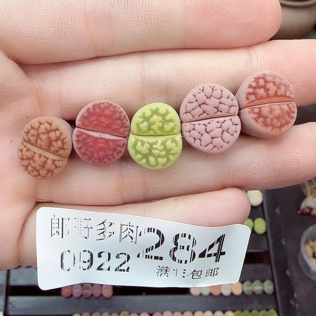 颖***寅满满18包邮0922-284