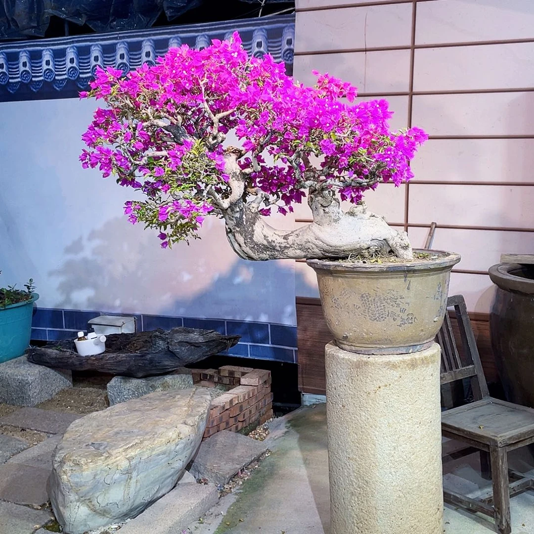 素****无花朵三角梅小叶紫