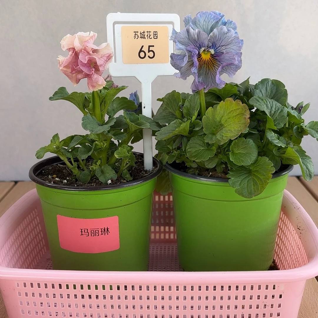 大部分开放少量花苞65