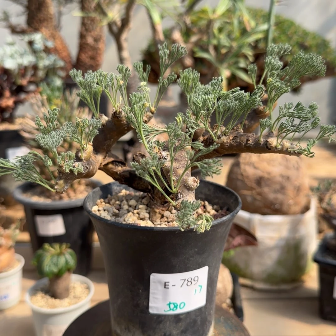 789黑皮月界块根植物