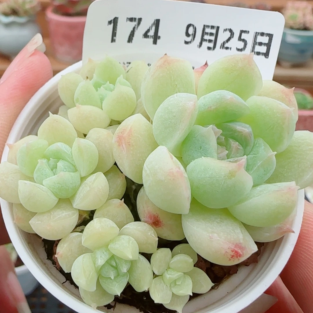 花语逸镜0925-174糖心