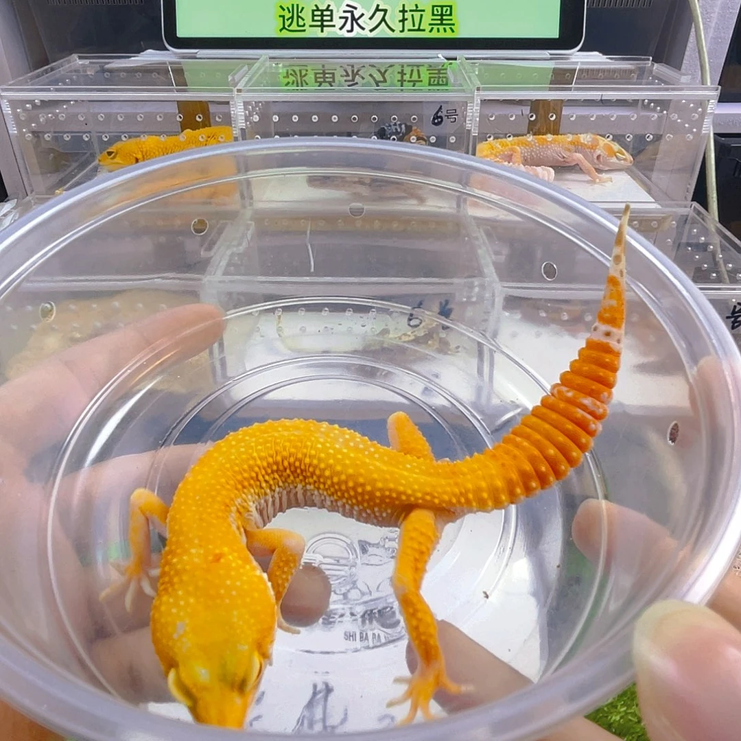 豹纹守宫守宫高考可爱迷人