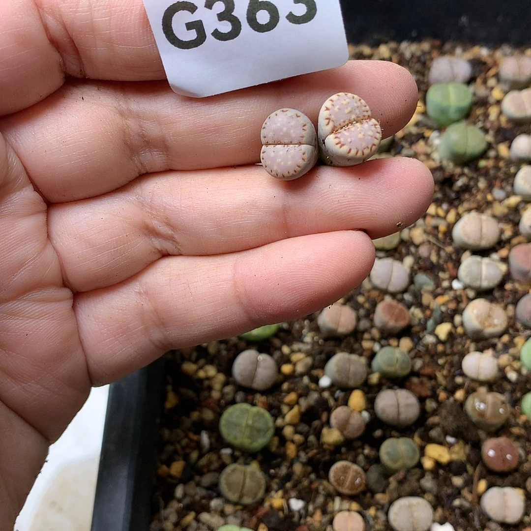 草****?G363多肉植物保护