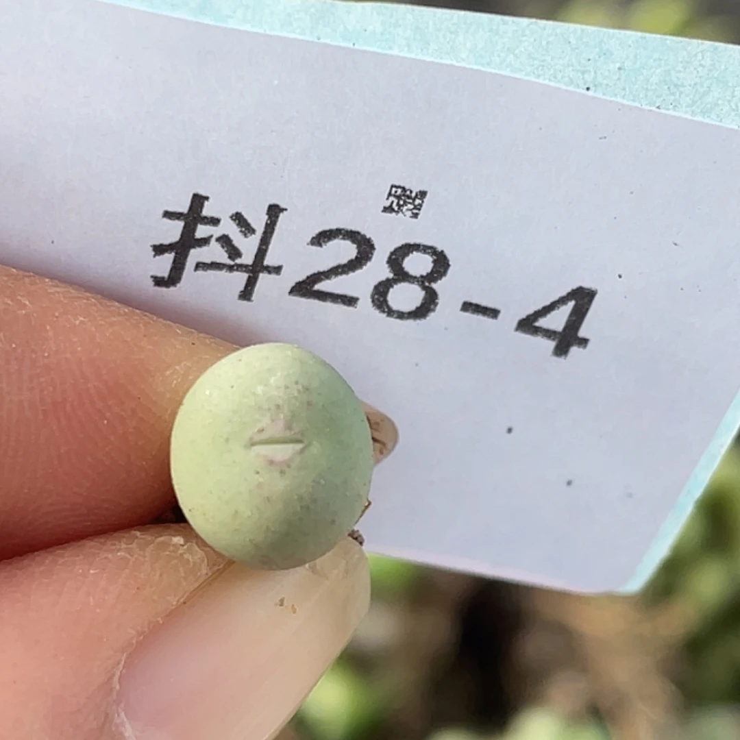 28-4鸭嘴兽苗肉锥