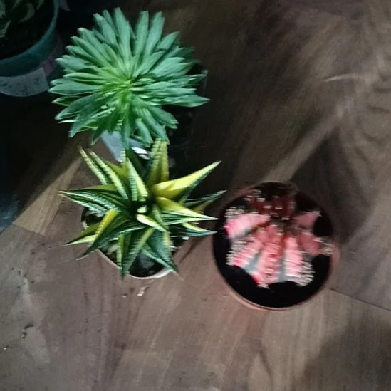 花一世界的迷人眼