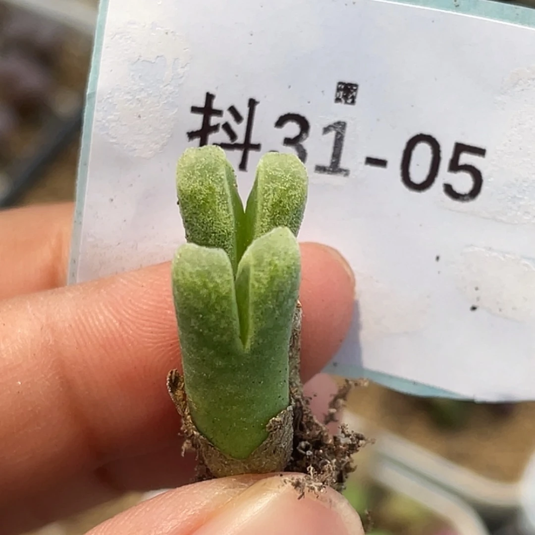 31-5冰风铃多肉植物