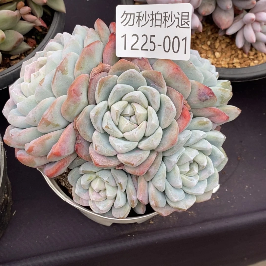 C**耶两单包邮1225-1冰玉