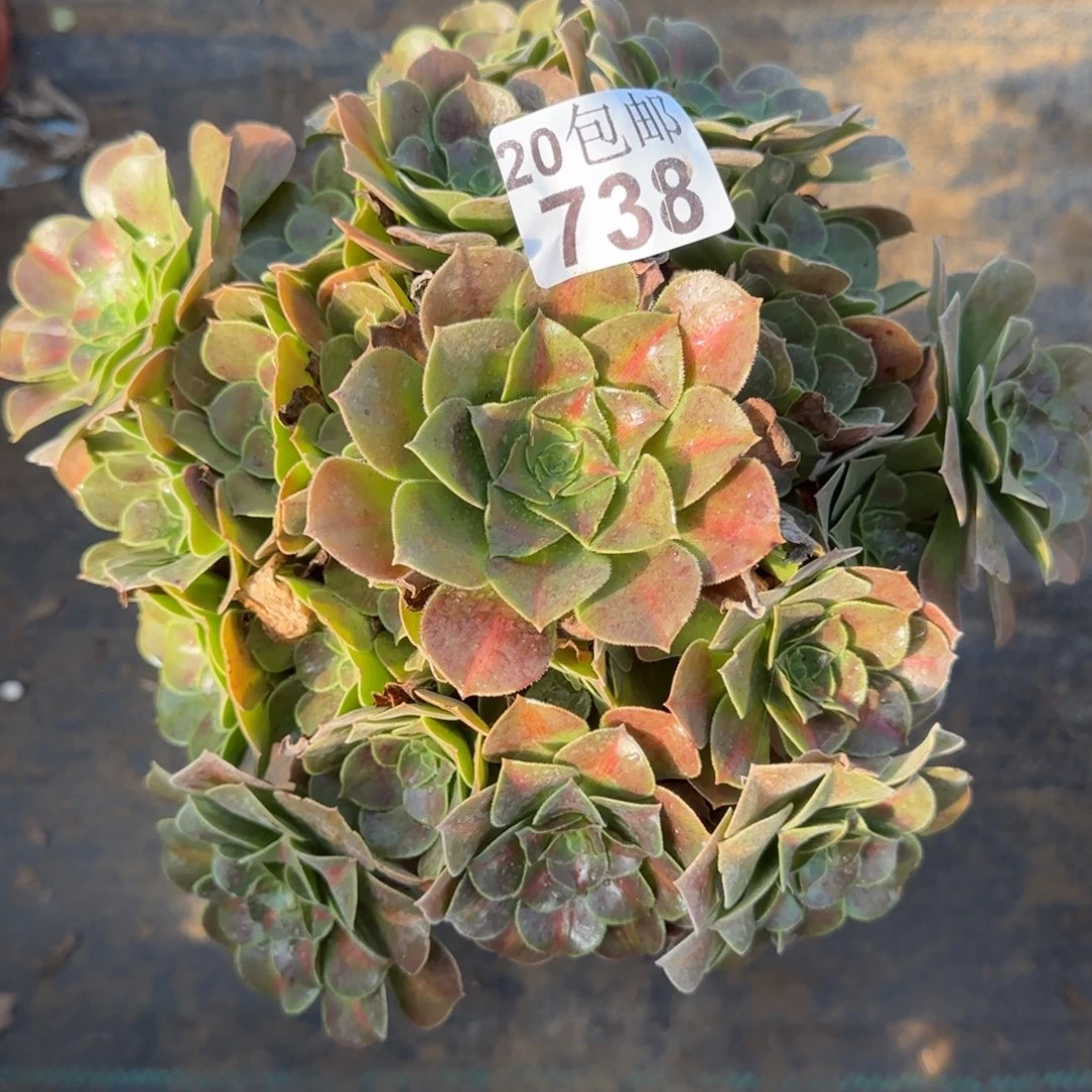 女中738满20包邮断枝不包