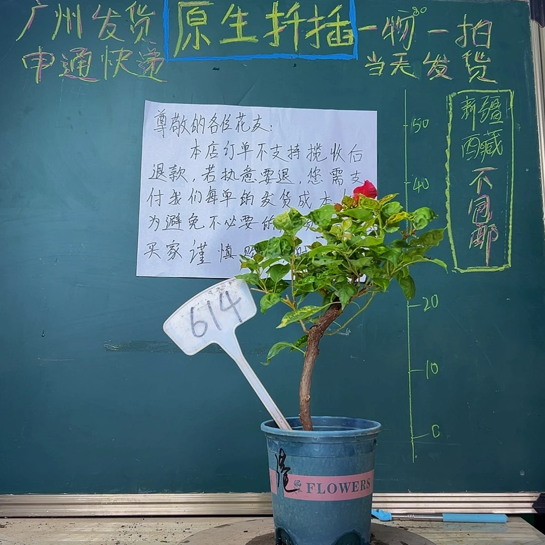 当前无花栽培后可以开花  香港丽人  造型  614