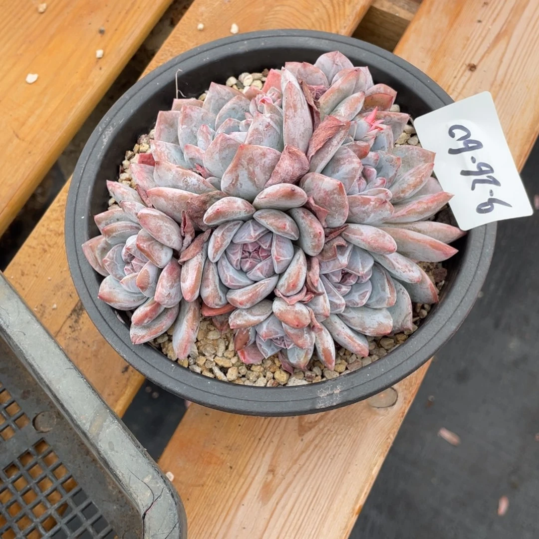抱***抱9-26-60静好多肉园艺