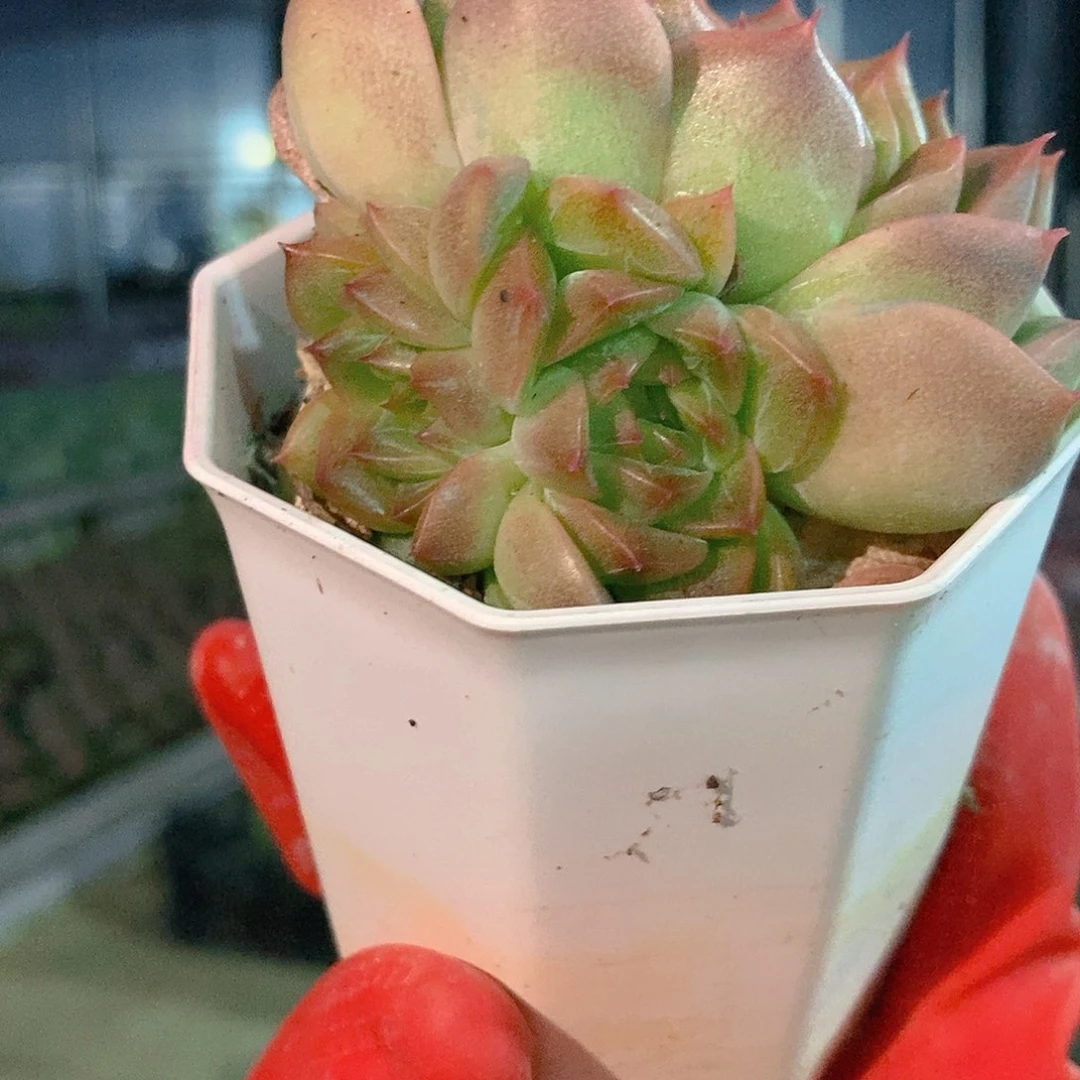 雪花珍妮杂随机带盆