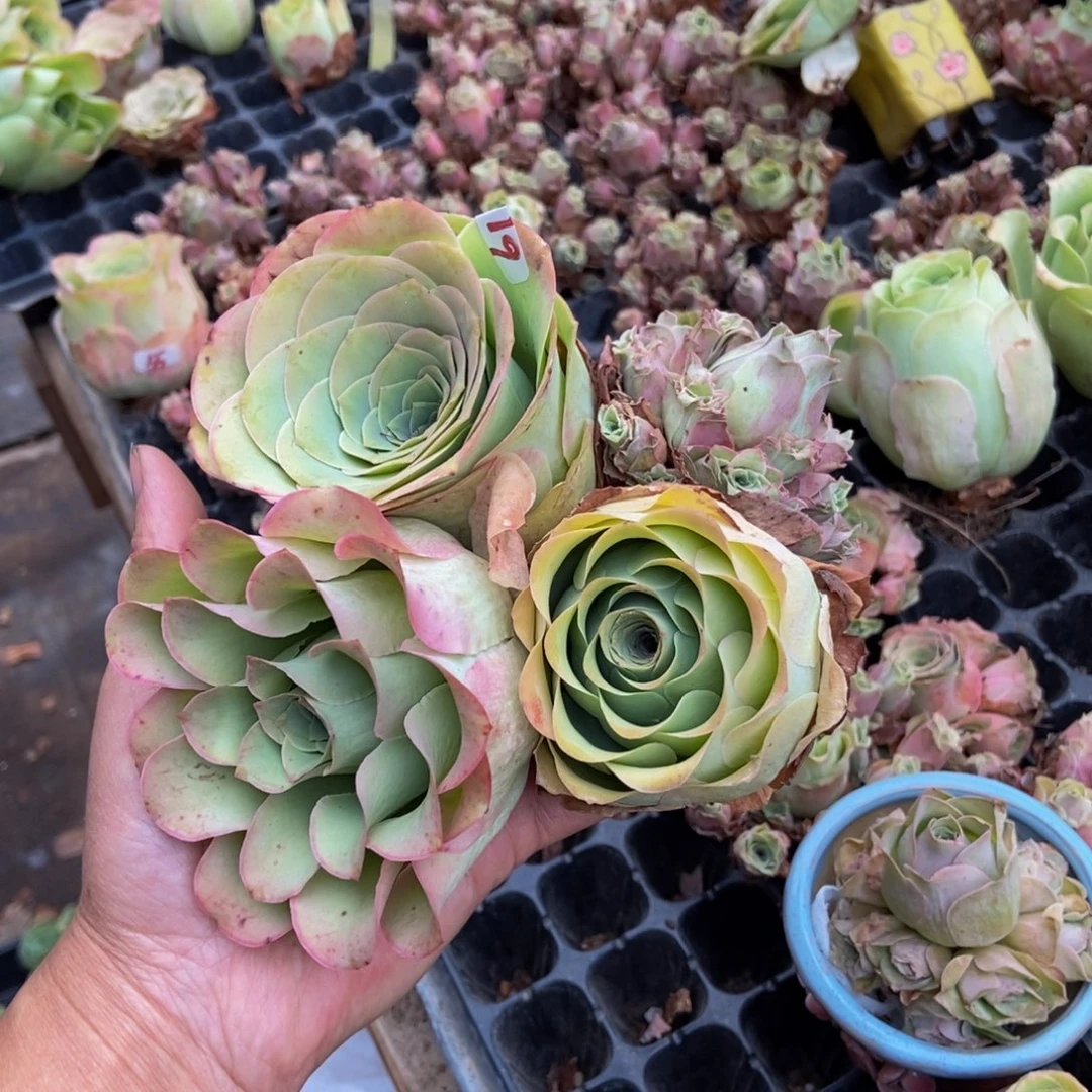 叮***玲山地玫瑰多肉植物花卉61