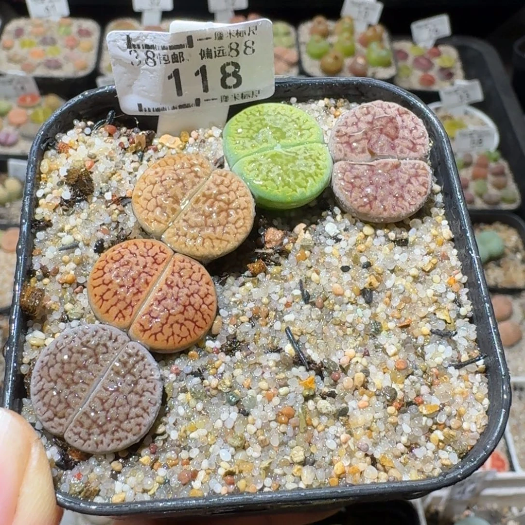 Sss清仓价可便宜了118