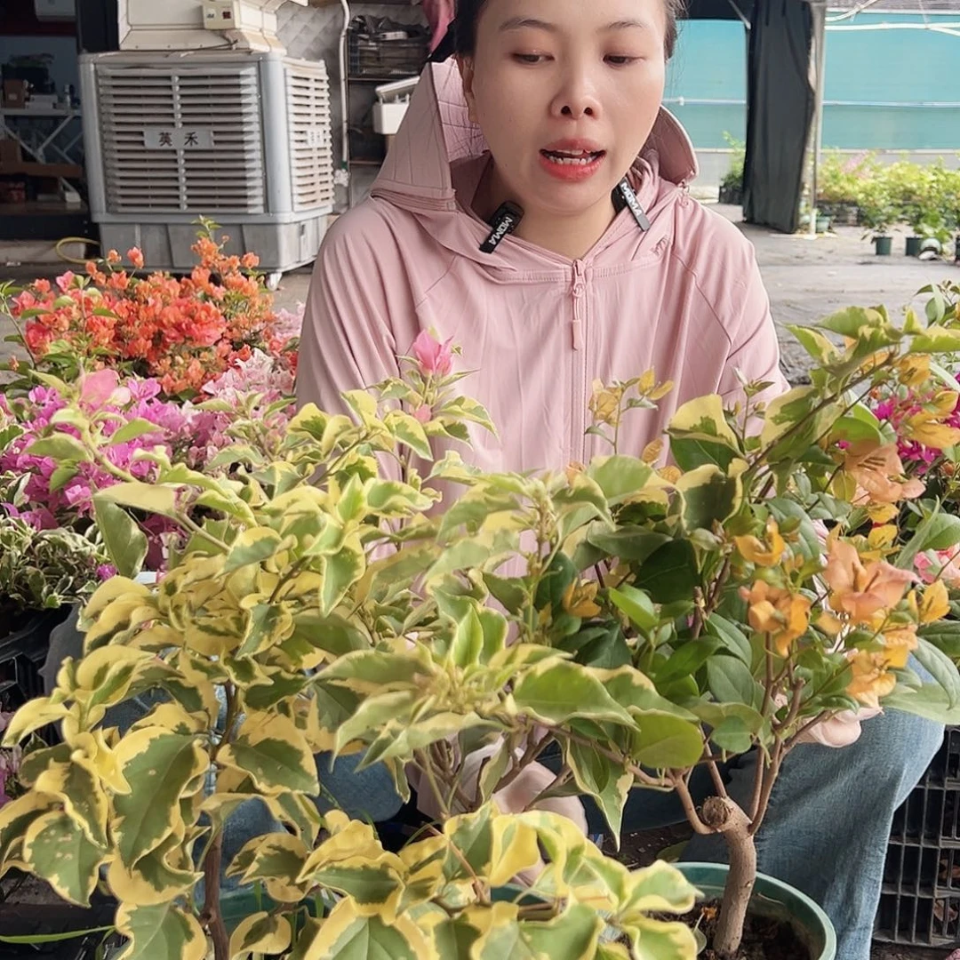 大部分花苞少量开放蜡染粉，倾城，中国丽人组合