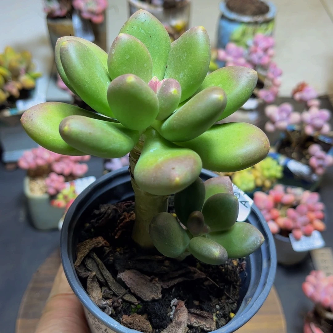 157芒果奶10厘米多肉