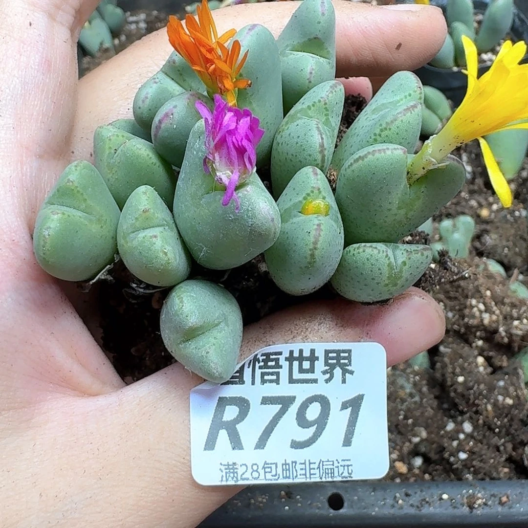 多肉植物的润泽额