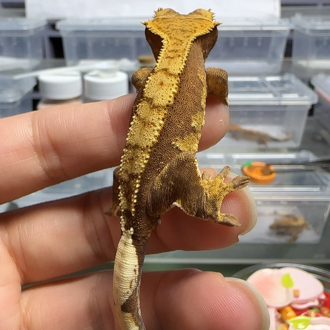 睫角守宫奶油睫角红