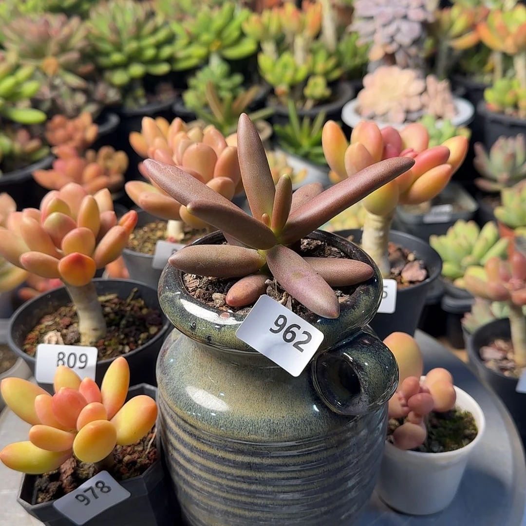 一**求962号 一物一拍