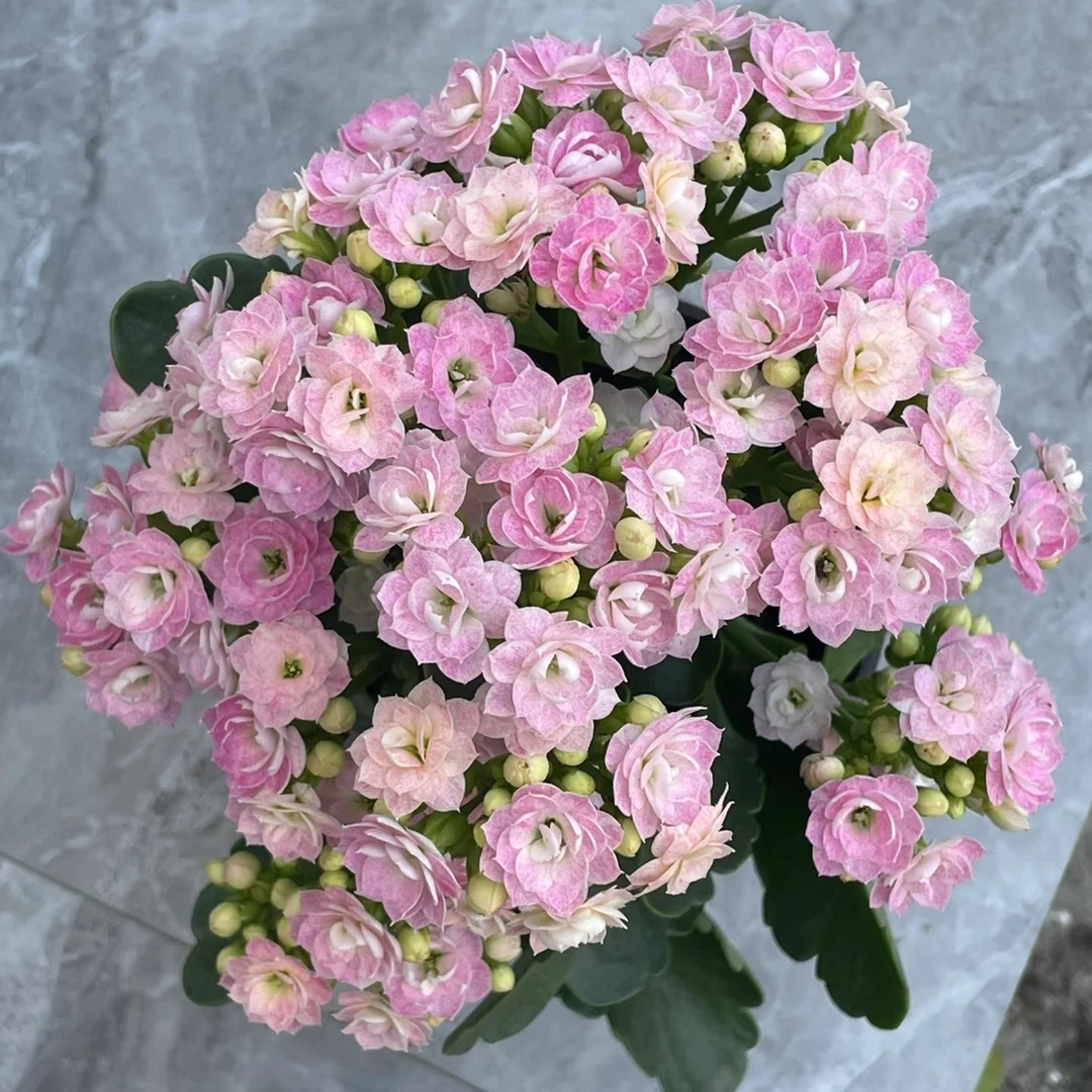 〖奶油睡莲〗110盆重瓣长寿花