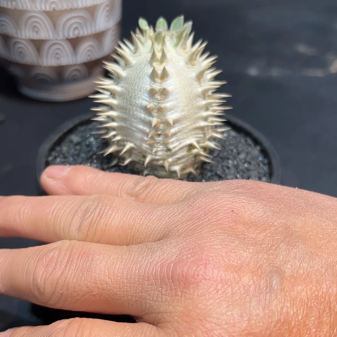 不****能惠比大黑8887788888