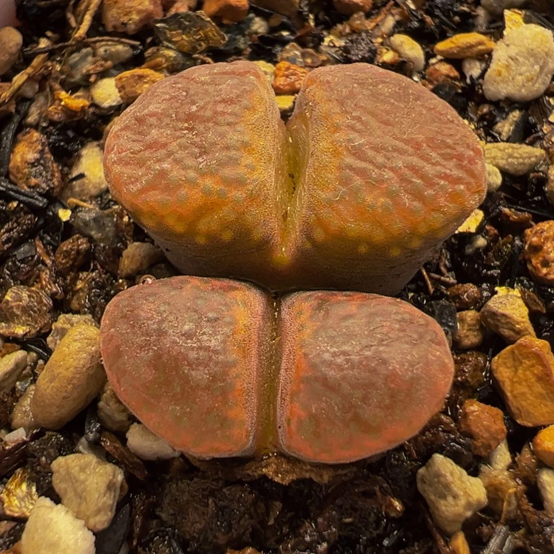 182多肉植物种类多样