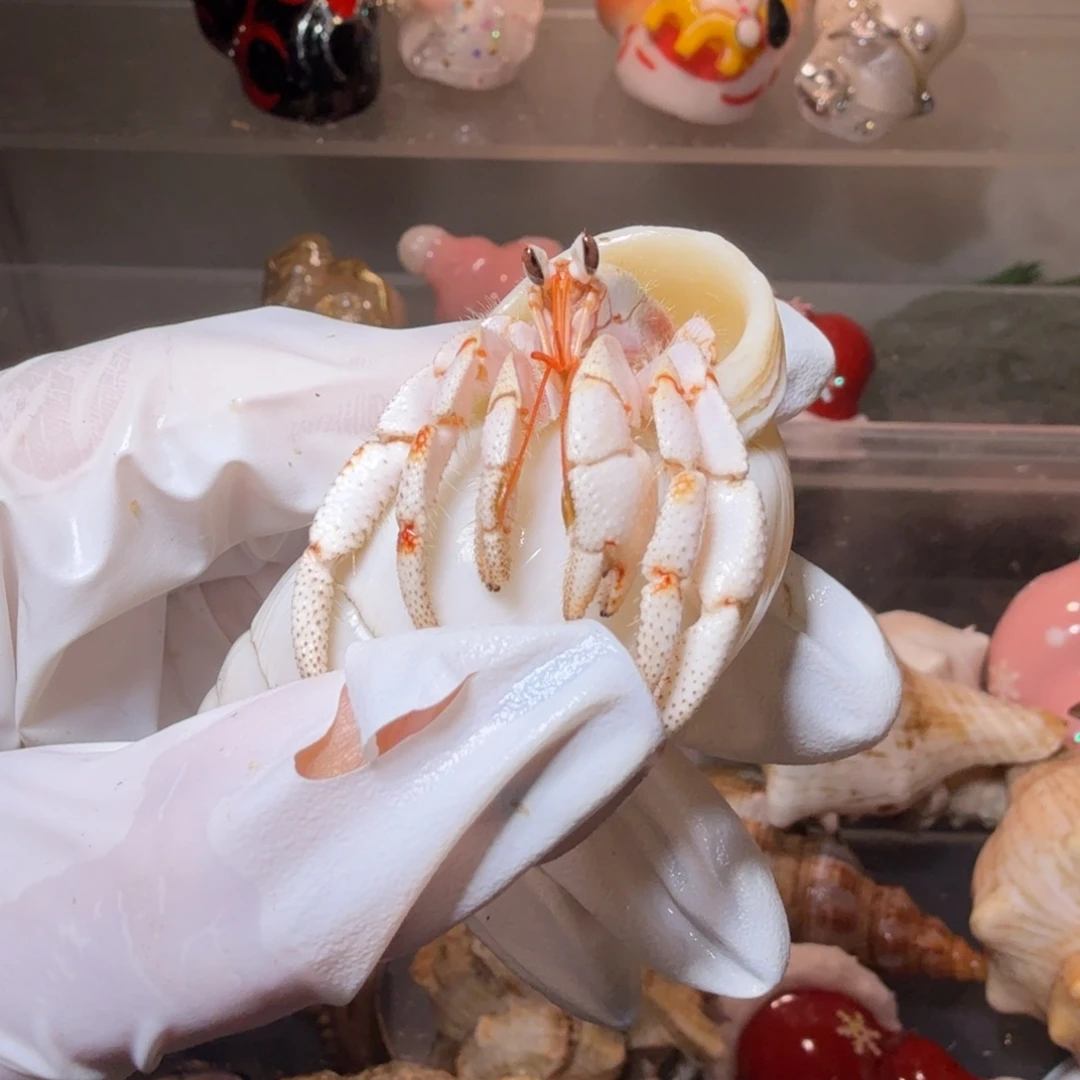 1.9口莫桑 竹节色