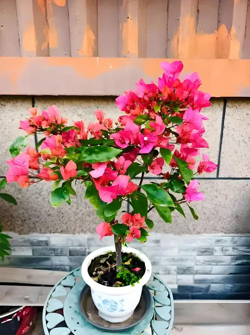 (迎夏）三角梅同安红带花盆栽四季开花耐热好养绿植可用于阳台庭院