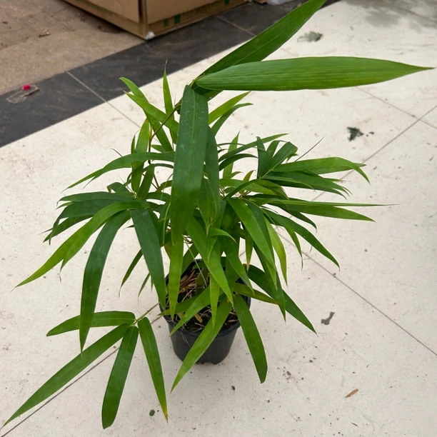 佛都竹 室内外盆栽