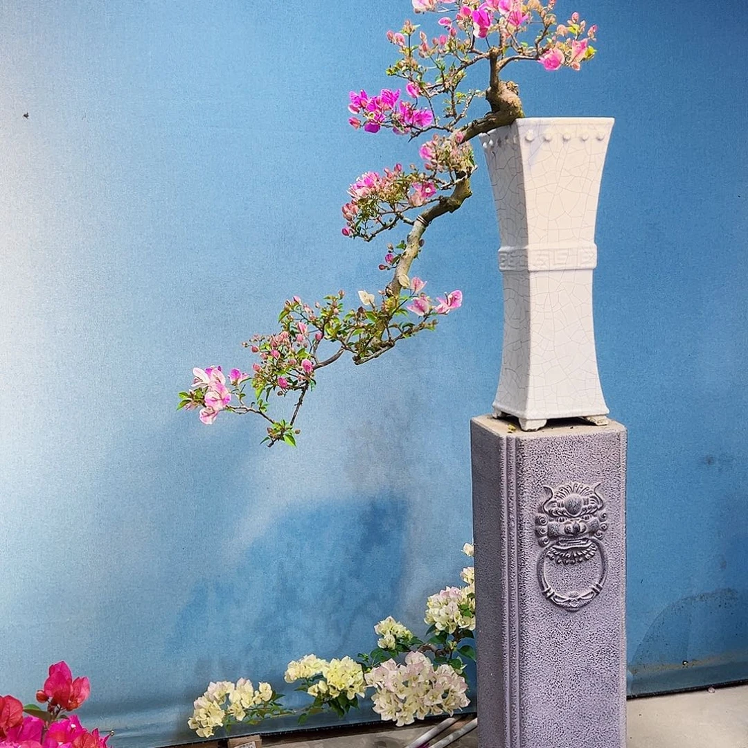 为***乐无花朵漳红樱三角梅盆景