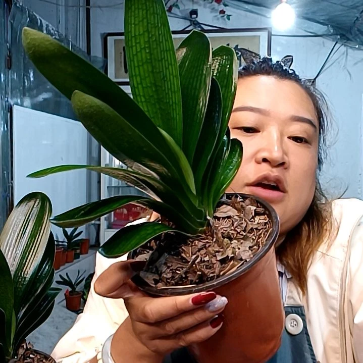 向阳花39短麻王！！