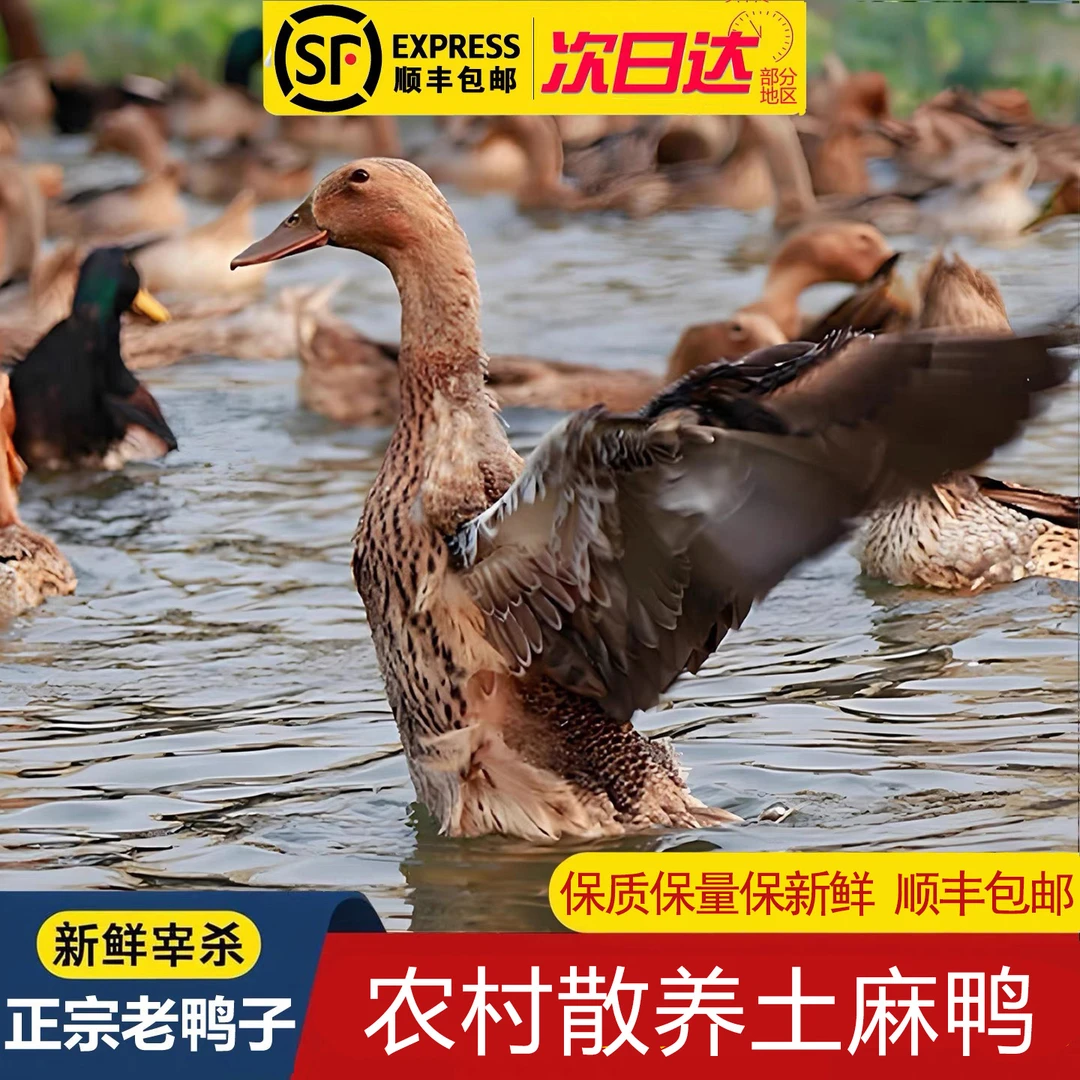 溪水散养一年老鸭 黄皮红肉土麻鸭 现宰新鲜发货 净肉重4斤以上