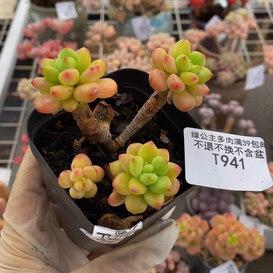 香格里拉941/7cm