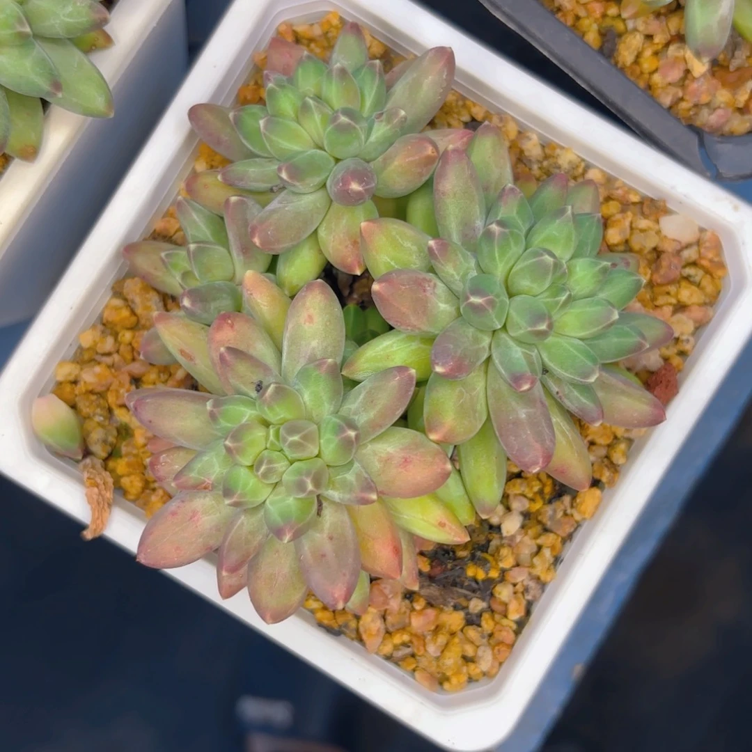 依卡鲁斯一物一拍