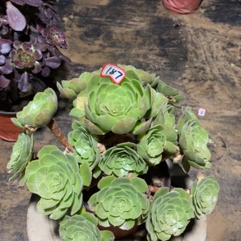 柠檬万圣节一物一拍