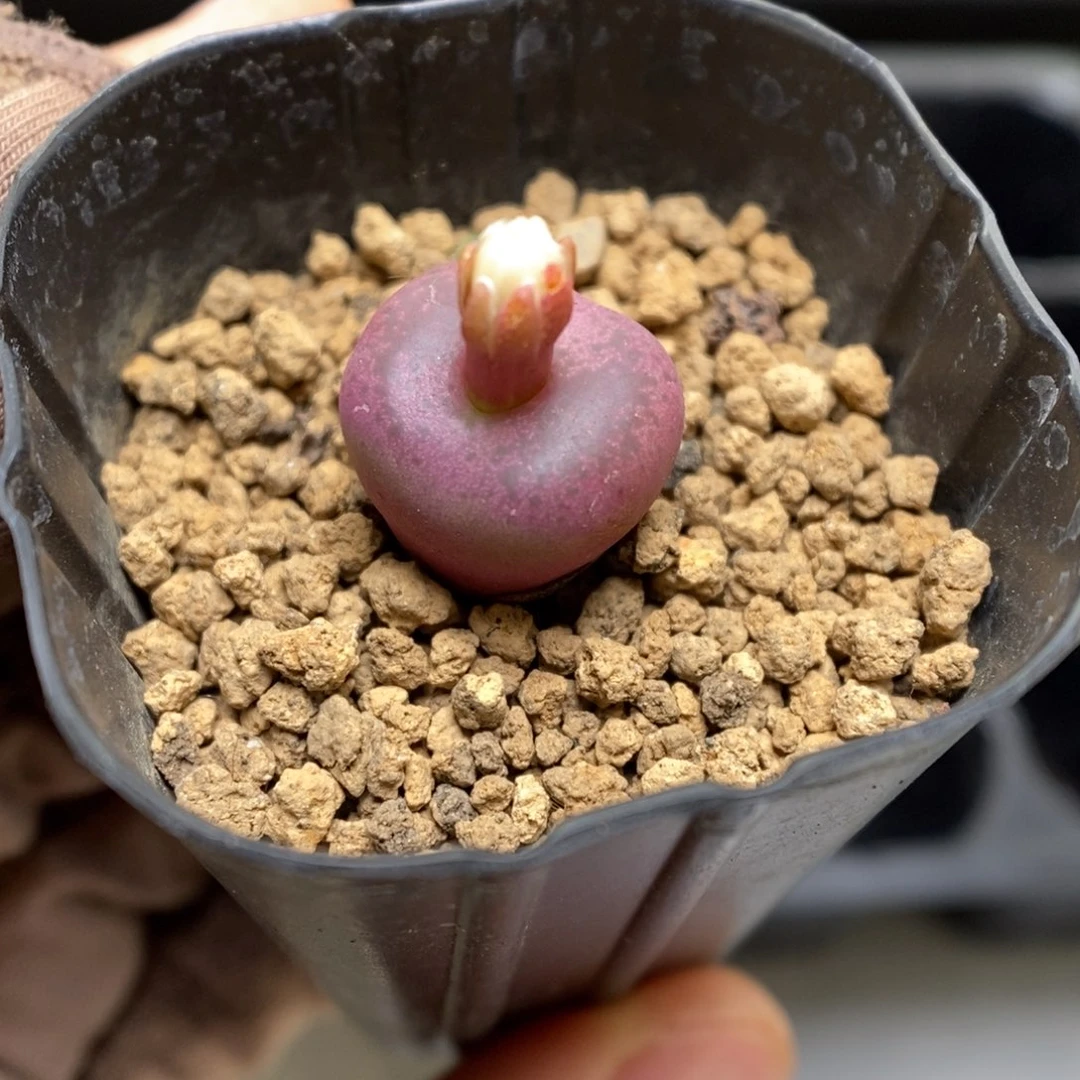 多肉植物肉锥杂交K-3601 吕杂 金属皮