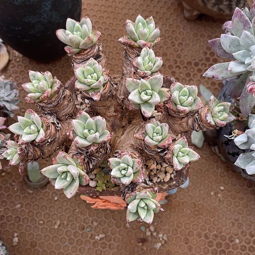 【闪购商品】蔡*法瑞拇指绿拇指基因