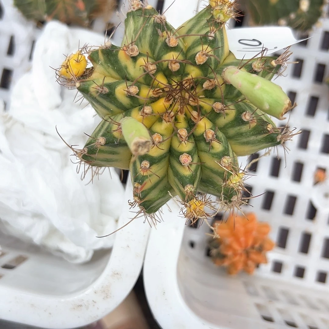 B****017号米哈仙人球多肉植物