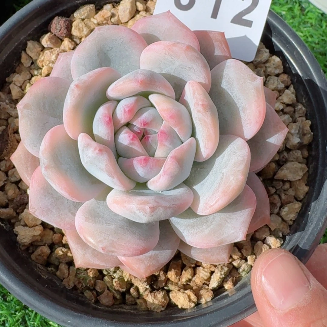 r***洁橙子锦      愿你一路坦途，乘风破浪展宏图