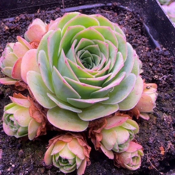 捧花6.6厘米1424342434342