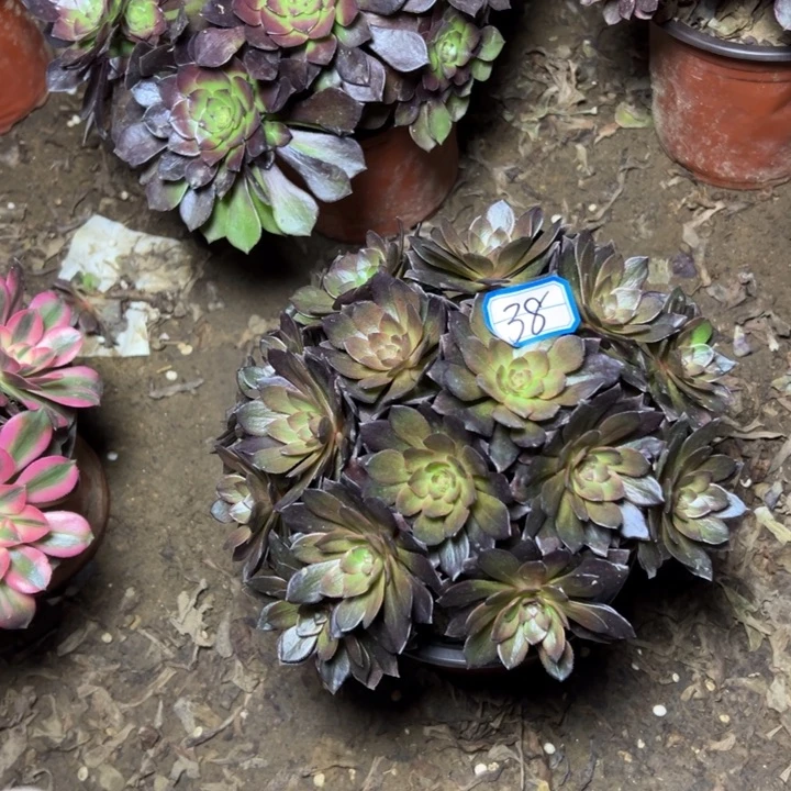 风***）多肉植物男爵断枝不包38