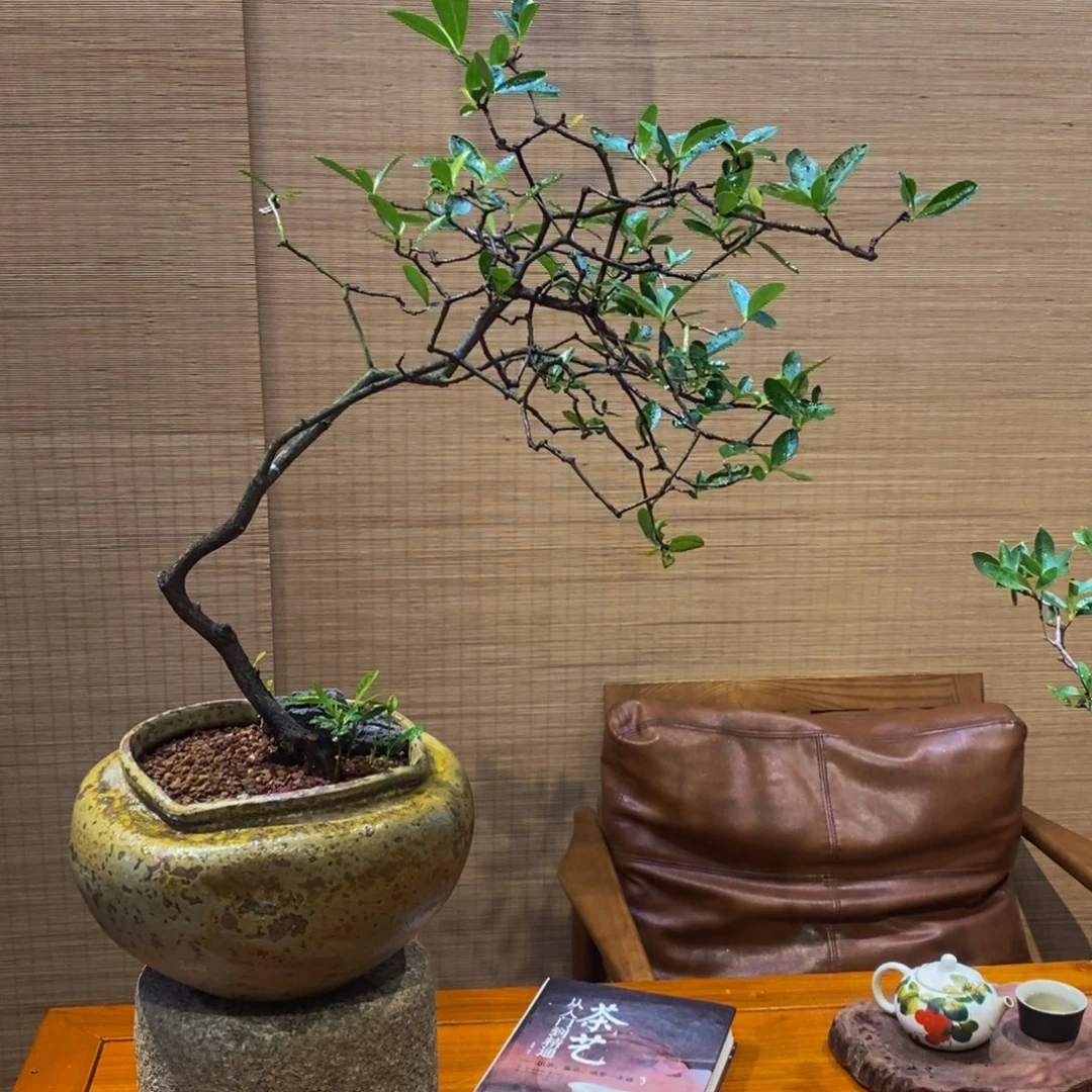 钢***子无花朵春花盆景58584春季