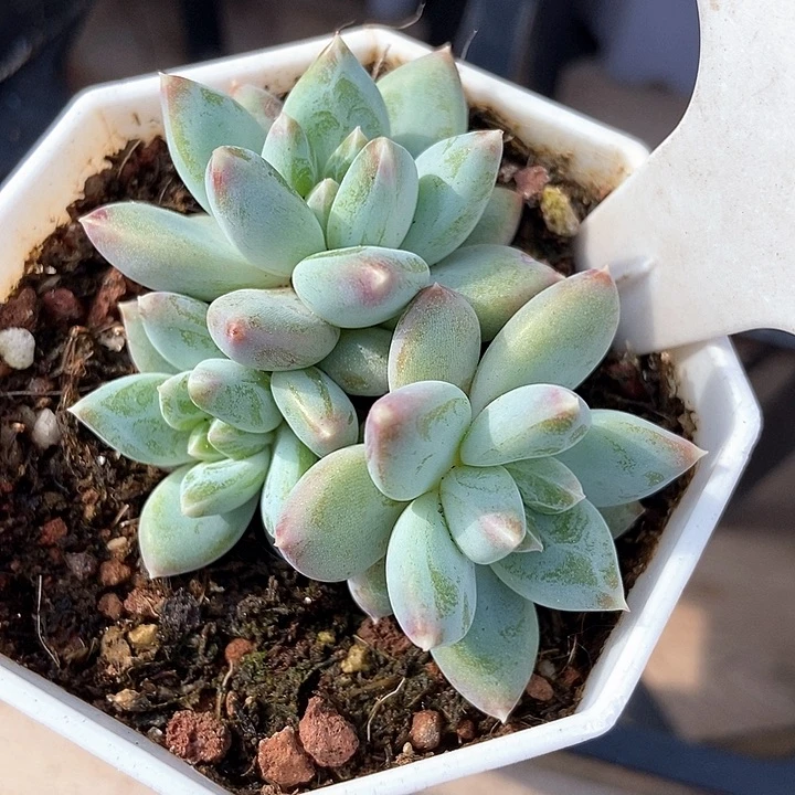 多肉植物伊丽莎白1068