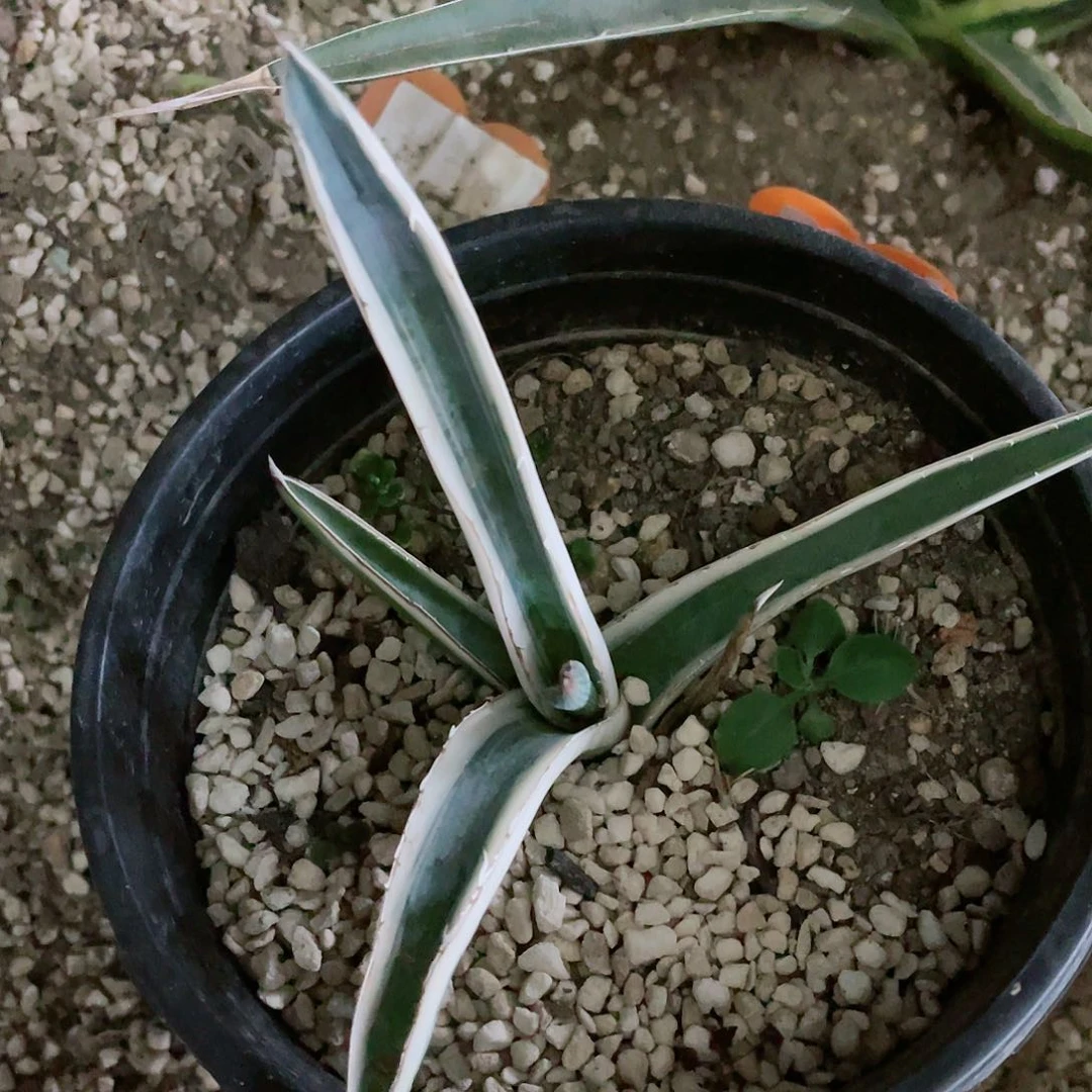 8**5青瓷炉白复轮锦小苗包邮