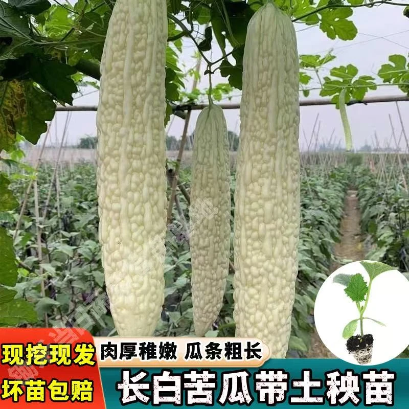 早熟高产大白苦瓜苗白皮苦瓜秧苗盆地栽阳台四季农家菜园蔬菜苗子