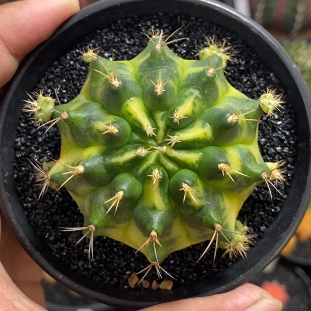 泰系铭品米哈—带盆土发货29