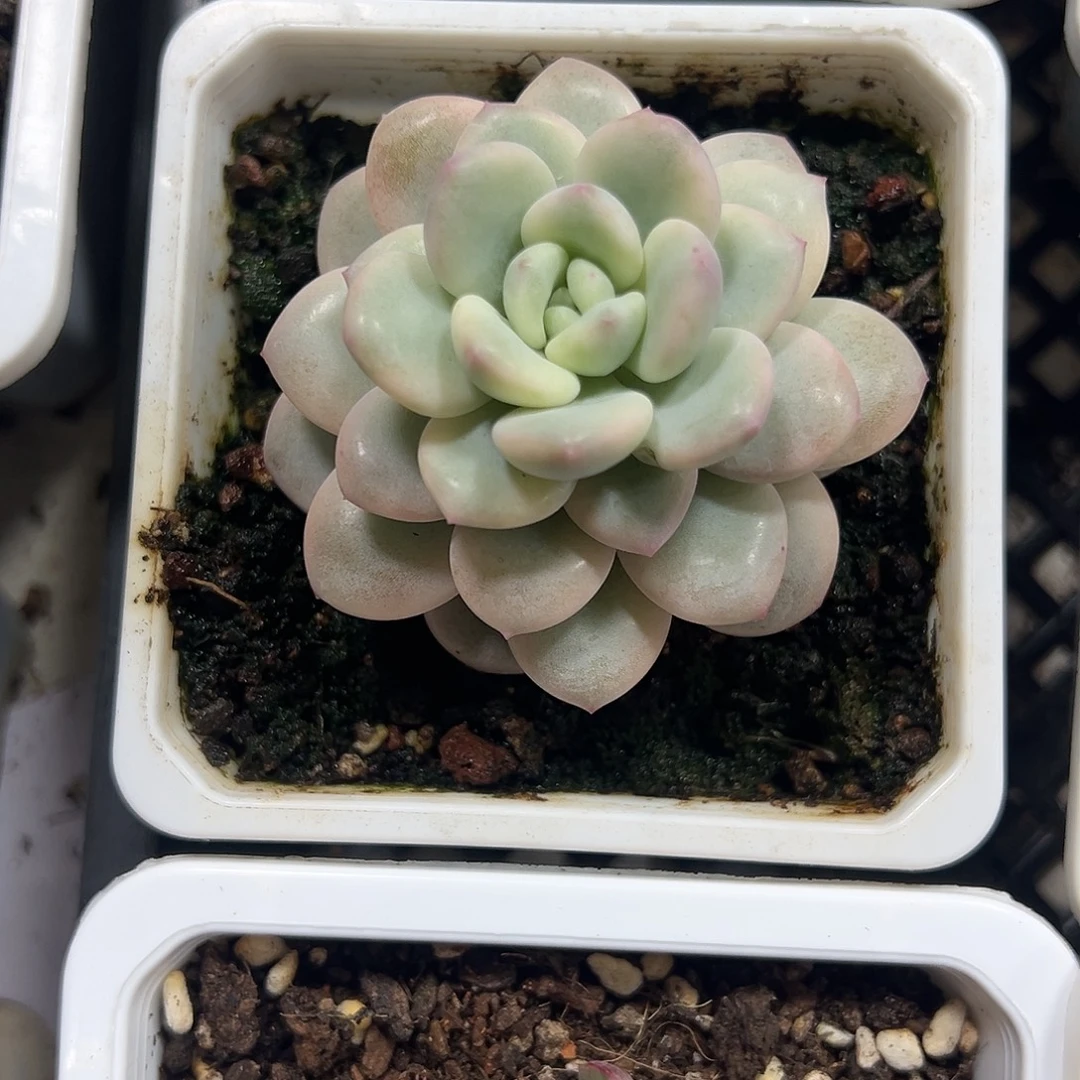 白马香水锦多肉植物